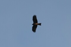 Milvus migrans parasitus