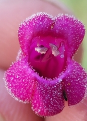 Penstemon pseudospectabilis