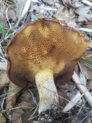 Suillus collinitus