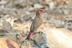 Lagonosticta senegala