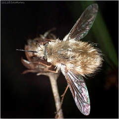 Bombyliini