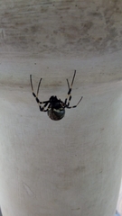 Nephilengys malabarensis