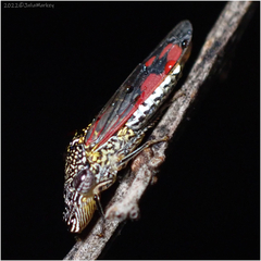 Homalodisca liturata
