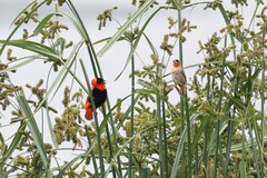 Euplectes franciscanus