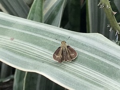 Pelopidas mathias