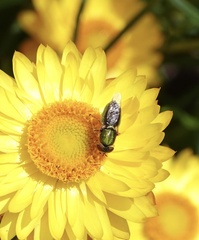 Odontomyia decipiens