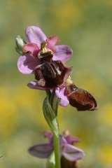Ophrys sphegodes aveyronensis