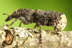 Platyrhinus resinosus