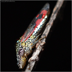 Homalodisca liturata
