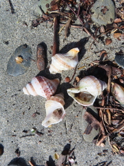 Austrofusus glans