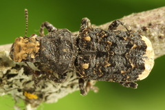 Platyrhinus resinosus