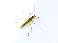 Trigonotylus
