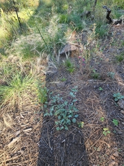 Penstemon pseudospectabilis