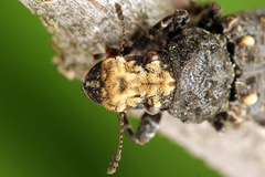 Platyrhinus resinosus