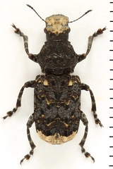 Platyrhinus resinosus