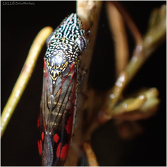 Homalodisca liturata