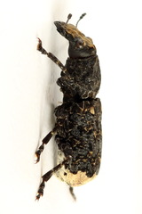 Platyrhinus resinosus