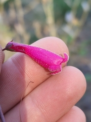 Penstemon pseudospectabilis
