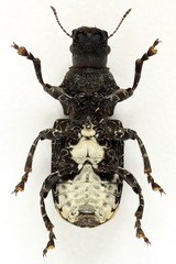 Platyrhinus resinosus