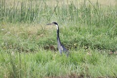 Ardea melanocephala