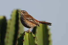 Cercotrichas leucophrys