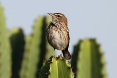 Cercotrichas leucophrys