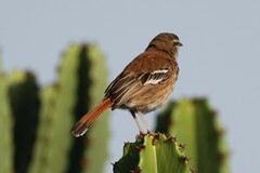 Cercotrichas leucophrys