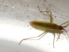 Trigonotylus