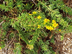 Limbarda crithmoides