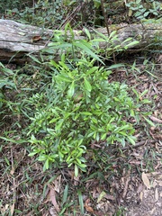 Psychotria daphnoides