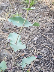 Penstemon pseudospectabilis
