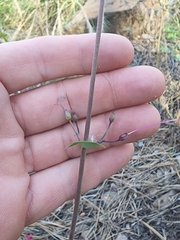 Penstemon pseudospectabilis
