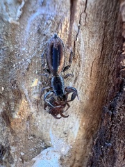 Holoplatys tasmanensis