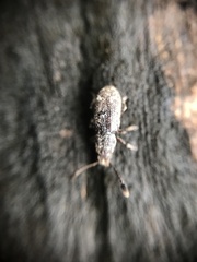 Curculionoidea