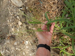 Diplachne fusca