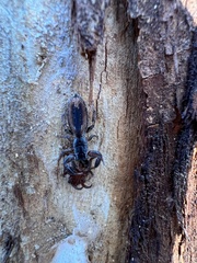 Holoplatys tasmanensis