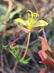 Oenothera pubescens
