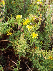 Limbarda crithmoides