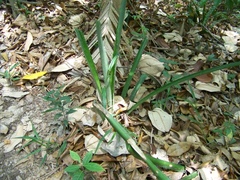 Bromelioideae