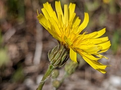 Picris angustifolia