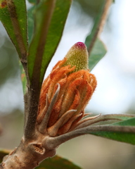 Banksia serrata