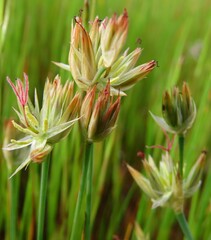 Juncus lomatophyllus
