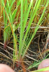 Juncus lomatophyllus