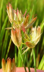Juncus lomatophyllus