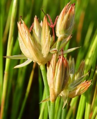 Juncus lomatophyllus