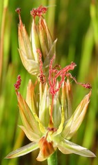 Juncus lomatophyllus