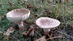 Amanita rubescens