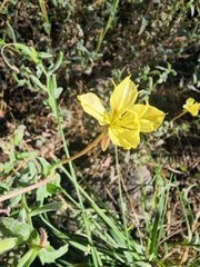 Oenothera pubescens