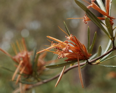 Lambertia formosa