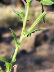 Oenothera pubescens